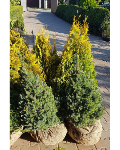 Ялина канадська Сандерс Блю | Picea glauca Sanders Blue | Ель канадская Сандерс Блю