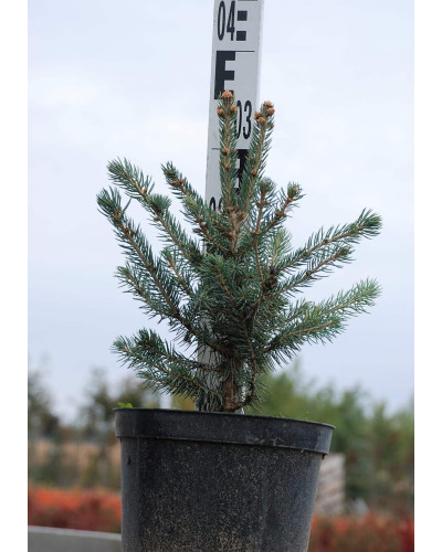 Ялина канадська Сандерс Блю | Picea glauca Sanders Blue | Ель канадская Сандерс Блю