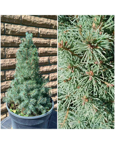 Ялина канадська Сандерс Блю | Picea glauca Sanders Blue | Ель канадская Сандерс Блю