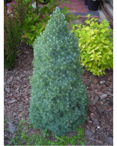 Ялина канадська Сандерс Блю | Picea glauca Sanders Blue | Ель канадская Сандерс Блю
