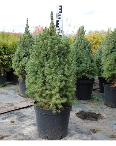 Ялина канадська Сандерс Блю | Picea glauca Sanders Blue | Ель канадская Сандерс Блю