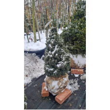 Ялина канадська Сандерс Блю | Picea glauca Sanders Blue | Ель канадская Сандерс Блю