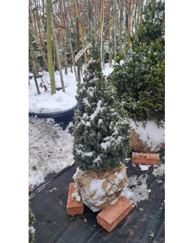 Ялина канадська Сандерс Блю | Picea glauca Sanders Blue | Ель канадская Сандерс Блю