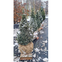 Ялина канадська Сандерс Блю | Picea glauca Sanders Blue | Ель канадская Сандерс Блю