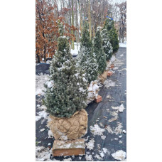 Ялина канадська Сандерс Блю | Picea glauca Sanders Blue | Ель канадская Сандерс Блю