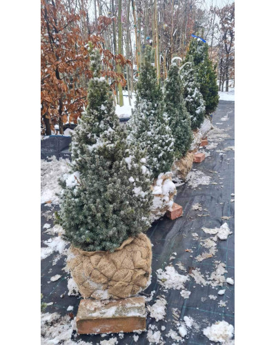 Ялина канадська Сандерс Блю | Picea glauca Sanders Blue | Ель канадская Сандерс Блю