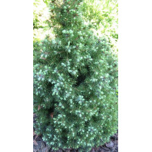 Ялина канадська Сандерс Блю | Picea glauca Sanders Blue | Ель канадская Сандерс Блю