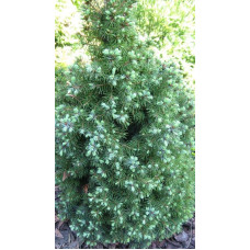 Ялина канадська Сандерс Блю | Picea glauca Sanders Blue | Ель канадская Сандерс Блю
