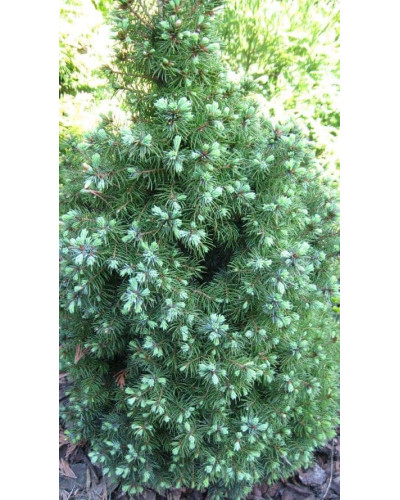 Ялина канадська Сандерс Блю | Picea glauca Sanders Blue | Ель канадская Сандерс Блю