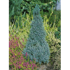 Ялина канадська Сандерс Блю | Picea glauca Sanders Blue | Ель канадская Сандерс Блю