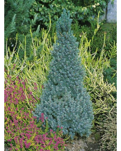 Ялина канадська Сандерс Блю | Picea glauca Sanders Blue | Ель канадская Сандерс Блю
