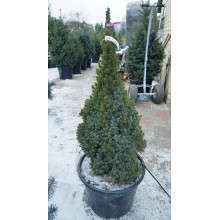 Ялина канадська Сандерс Блю | Picea glauca Sanders Blue | Ель канадская Сандерс Блю
