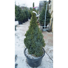 Ялина канадська Сандерс Блю | Picea glauca Sanders Blue | Ель канадская Сандерс Блю