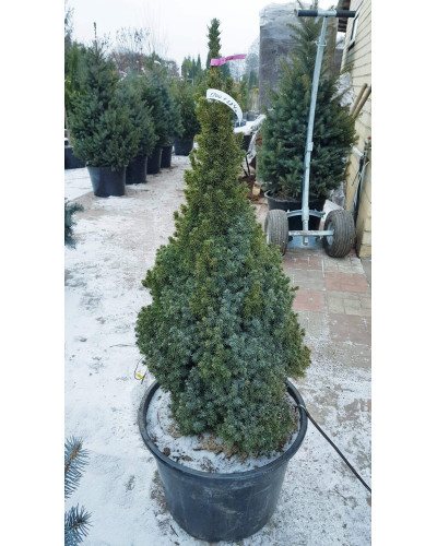 Ялина канадська Сандерс Блю | Picea glauca Sanders Blue | Ель канадская Сандерс Блю