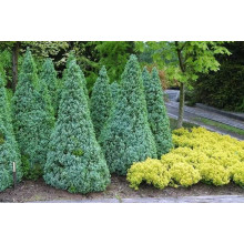 Ялина канадська Сандерс Блю | Picea glauca Sanders Blue | Ель канадская Сандерс Блю