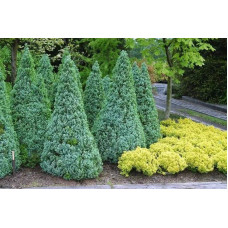 Ялина канадська Сандерс Блю | Picea glauca Sanders Blue | Ель канадская Сандерс Блю