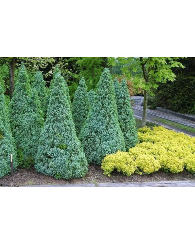 Ялина канадська Сандерс Блю | Picea glauca Sanders Blue | Ель канадская Сандерс Блю