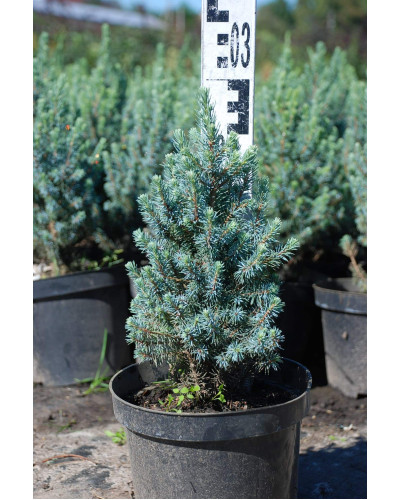 Ялина канадська Сандерс Блю | Picea glauca Sanders Blue | Ель канадская Сандерс Блю