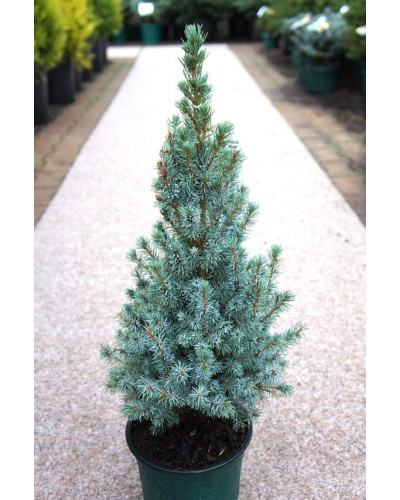 Ялина канадська Сандерс Блю | Picea glauca Sanders Blue | Ель канадская Сандерс Блю