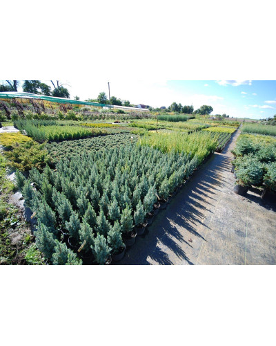 Ялина канадська Сандерс Блю | Picea glauca Sanders Blue | Ель канадская Сандерс Блю