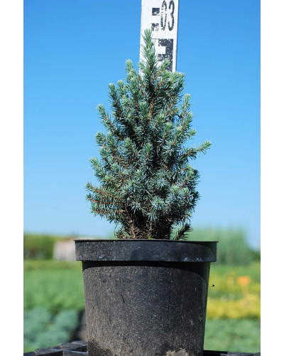 Ялина канадська Сандерс Блю | Picea glauca Sanders Blue | Ель канадская Сандерс Блю