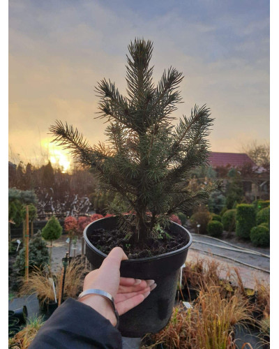 Ялина канадська Сандерс Блю | Picea glauca Sanders Blue | Ель канадская Сандерс Блю