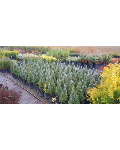 Ялина канадська Сандерс Блю | Picea glauca Sanders Blue | Ель канадская Сандерс Блю