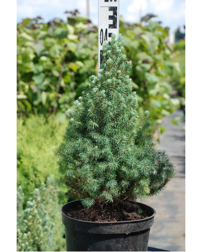 Ялина канадська Сандерс Блю | Picea glauca Sanders Blue | Ель канадская Сандерс Блю