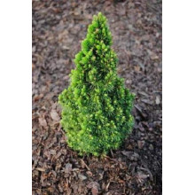 Ялина канадська Пікколо | Picea glauca Piccolo | Ель канадская Пикколо