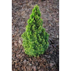 Ялина канадська Пікколо | Picea glauca Piccolo | Ель канадская Пикколо