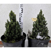 Ялина канадська Пікколо | Picea glauca Piccolo | Ель канадская Пикколо