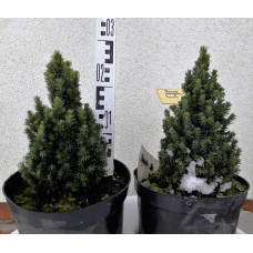 Ялина канадська Пікколо | Picea glauca Piccolo | Ель канадская Пикколо