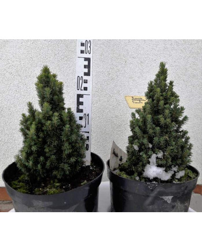 Ялина канадська Пікколо | Picea glauca Piccolo | Ель канадская Пикколо