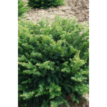 Тис ягідний Репанденс | Тис ягодный Репанденс | Taxus baccata Repandens