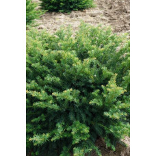 Тис ягідний Репанденс | Тис ягодный Репанденс | Taxus baccata Repandens