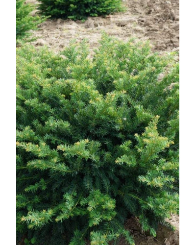 Тис ягідний Репанденс | Тис ягодный Репанденс | Taxus baccata Repandens