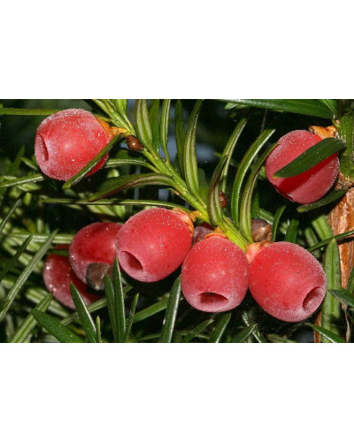 Тис ягідний Репанденс | Тис ягодный Репанденс | Taxus baccata Repandens