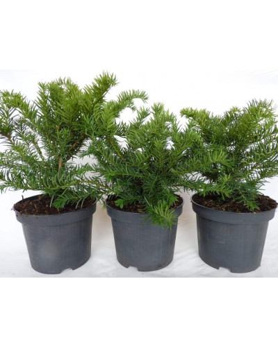 Тис ягідний Репанденс | Тис ягодный Репанденс | Taxus baccata Repandens
