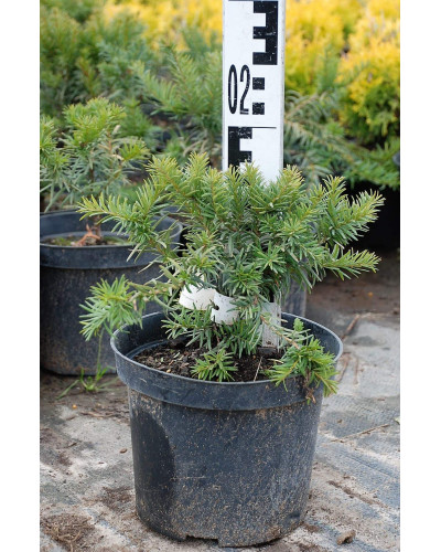 Тис ягідний Репанденс | Тис ягодный Репанденс | Taxus baccata Repandens