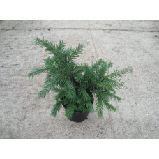 Тис ягідний Репанденс | Тис ягодный Репанденс | Taxus baccata Repandens