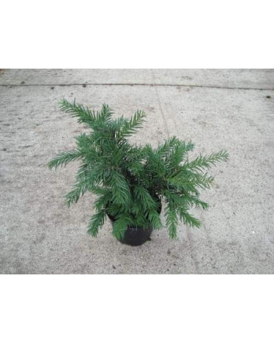 Тис ягідний Репанденс | Тис ягодный Репанденс | Taxus baccata Repandens