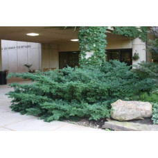 Тис ягідний Репанденс | Тис ягодный Репанденс | Taxus baccata Repandens