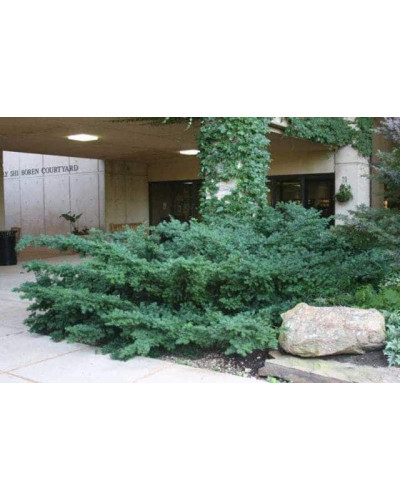 Тис ягідний Репанденс | Тис ягодный Репанденс | Taxus baccata Repandens