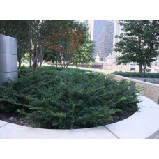 Тис ягідний Репанденс | Тис ягодный Репанденс | Taxus baccata Repandens