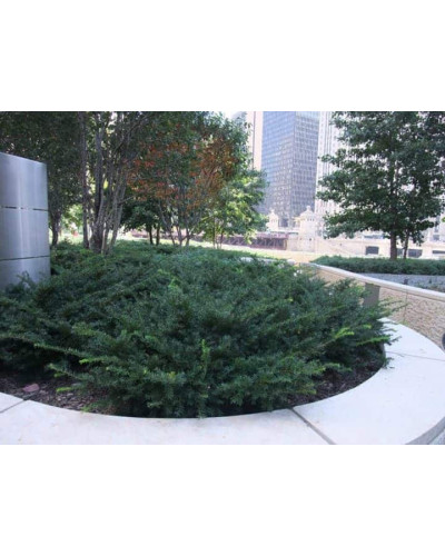 Тис ягідний Репанденс | Тис ягодный Репанденс | Taxus baccata Repandens