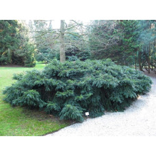 Тис ягідний Репанденс | Тис ягодный Репанденс | Taxus baccata Repandens