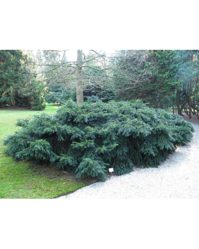 Тис ягідний Репанденс | Тис ягодный Репанденс | Taxus baccata Repandens