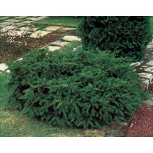 Тис ягідний Репанденс | Тис ягодный Репанденс | Taxus baccata Repandens