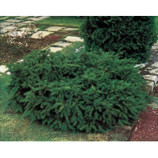 Тис ягідний Репанденс | Тис ягодный Репанденс | Taxus baccata Repandens