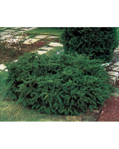 Тис ягідний Репанденс | Тис ягодный Репанденс | Taxus baccata Repandens